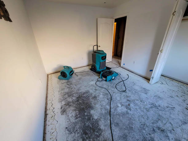 Best Mold removal after water damage  in Ozark, MO
