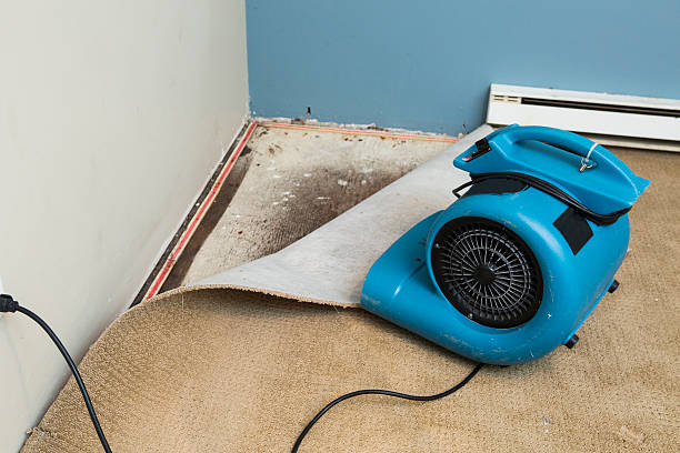 Best Water damage cleanup near me  in Ozark, MO